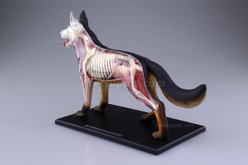 Dog Standing Puzzle Animal Anatomy Model Dog Dissection Model Figure